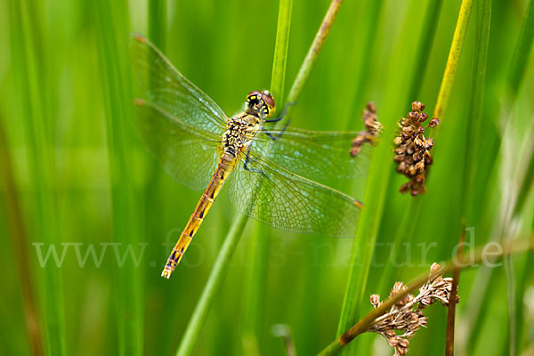 Sumpf-Heidelibelle (Sympetrum depressiusculum)