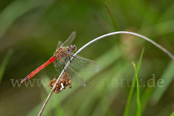 Sumpf-Heidelibelle (Sympetrum depressiusculum)