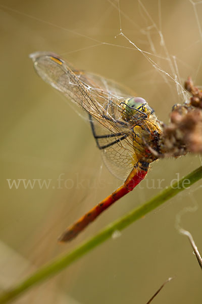 Sumpf-Heidelibelle (Sympetrum depressiusculum)