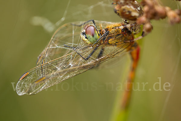 Sumpf-Heidelibelle (Sympetrum depressiusculum)