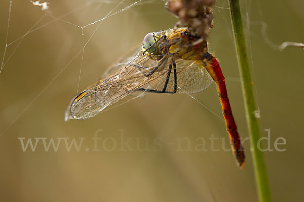 Sumpf-Heidelibelle (Sympetrum depressiusculum)