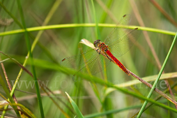 Sumpf-Heidelibelle (Sympetrum depressiusculum)