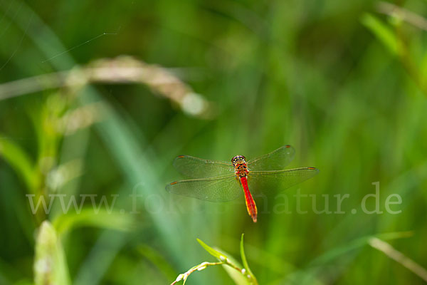 Sumpf-Heidelibelle (Sympetrum depressiusculum)