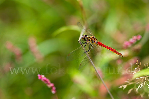 Sumpf-Heidelibelle (Sympetrum depressiusculum)