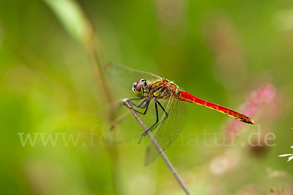 Sumpf-Heidelibelle (Sympetrum depressiusculum)