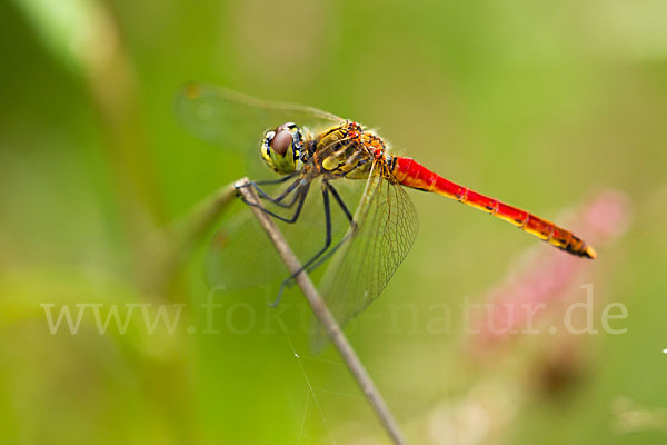 Sumpf-Heidelibelle (Sympetrum depressiusculum)