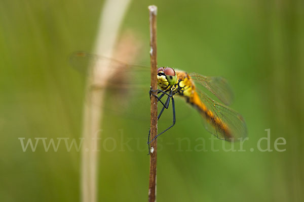 Sumpf-Heidelibelle (Sympetrum depressiusculum)