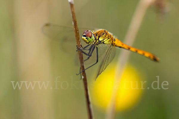 Sumpf-Heidelibelle (Sympetrum depressiusculum)