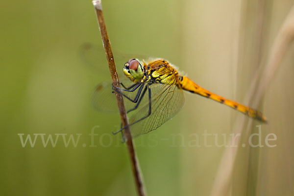 Sumpf-Heidelibelle (Sympetrum depressiusculum)