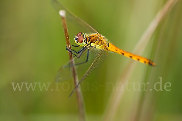 Sumpf-Heidelibelle (Sympetrum depressiusculum)