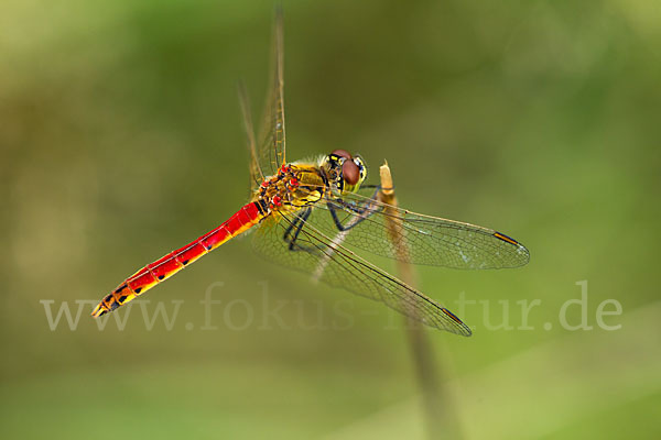 Sumpf-Heidelibelle (Sympetrum depressiusculum)