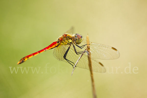 Sumpf-Heidelibelle (Sympetrum depressiusculum)