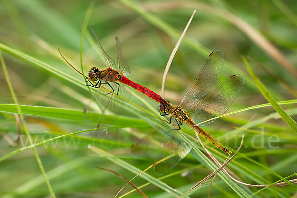 Sumpf-Heidelibelle (Sympetrum depressiusculum)