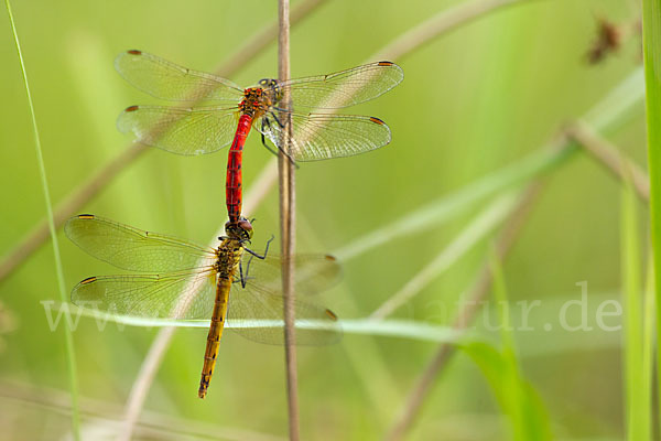 Sumpf-Heidelibelle (Sympetrum depressiusculum)