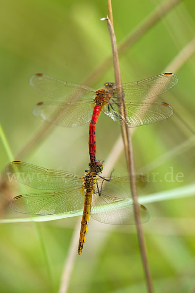 Sumpf-Heidelibelle (Sympetrum depressiusculum)