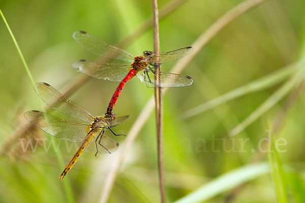 Sumpf-Heidelibelle (Sympetrum depressiusculum)