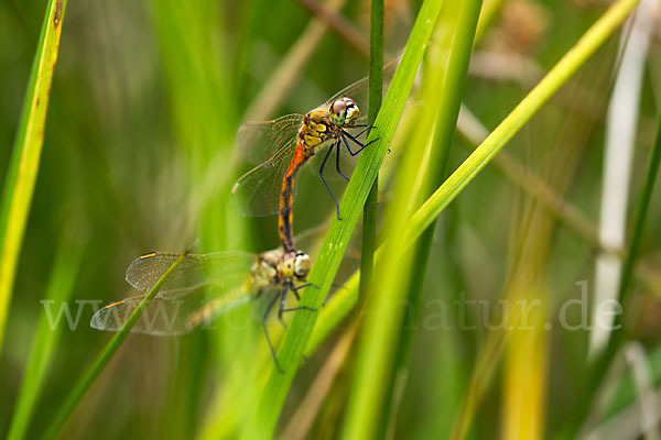 Sumpf-Heidelibelle (Sympetrum depressiusculum)