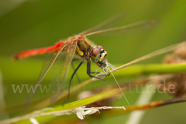 Sumpf-Heidelibelle (Sympetrum depressiusculum)