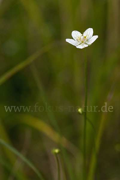 Sumpf-Herzblatt (Parnassia palustris)