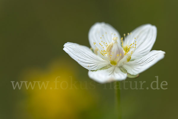 Sumpf-Herzblatt (Parnassia palustris)