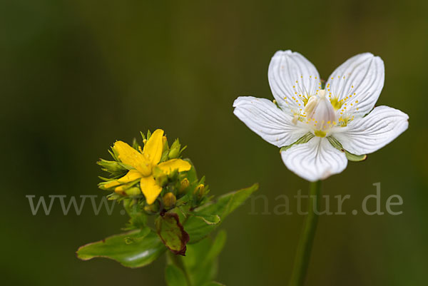 Sumpf-Herzblatt (Parnassia palustris)