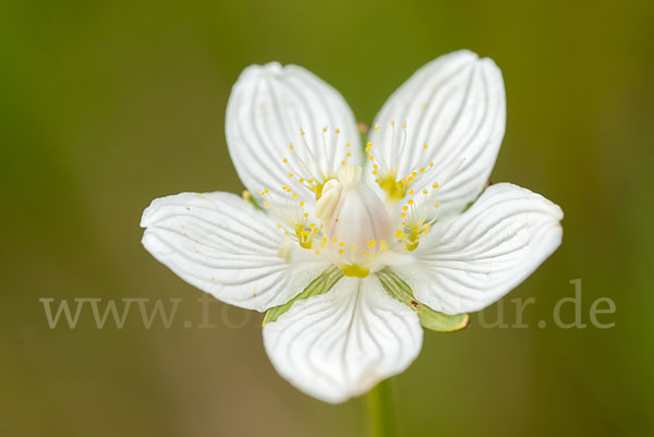 Sumpf-Herzblatt (Parnassia palustris)