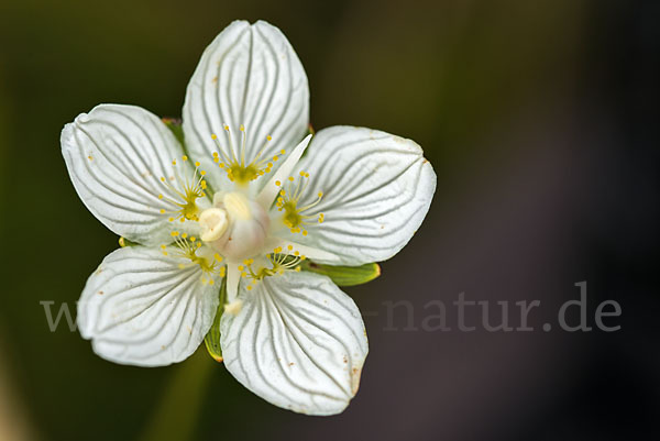 Sumpf-Herzblatt (Parnassia palustris)