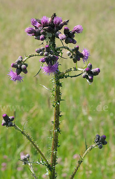 Sumpf-Kratzdistel (Cirsium palustre)