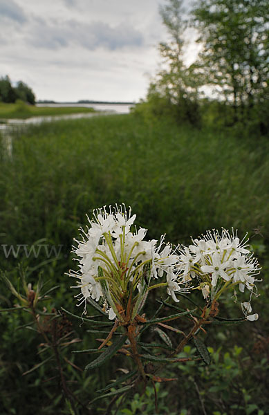 Sumpf-Porst (Ledum palustre)
