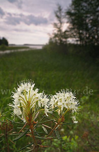 Sumpf-Porst (Ledum palustre)