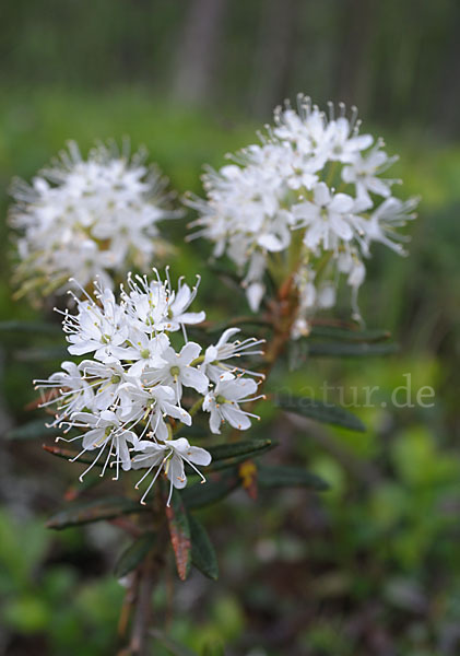 Sumpf-Porst (Ledum palustre)