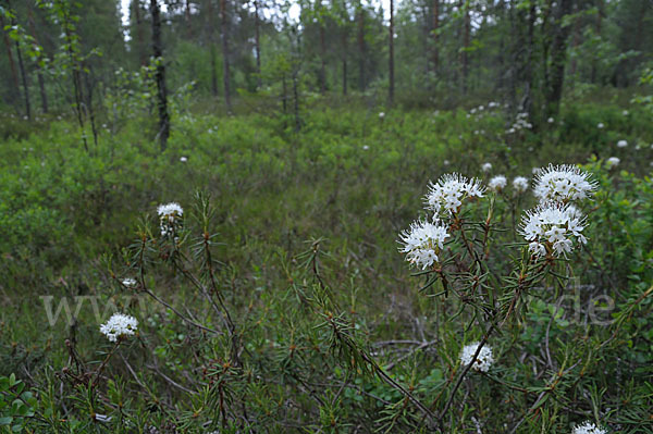 Sumpf-Porst (Ledum palustre)