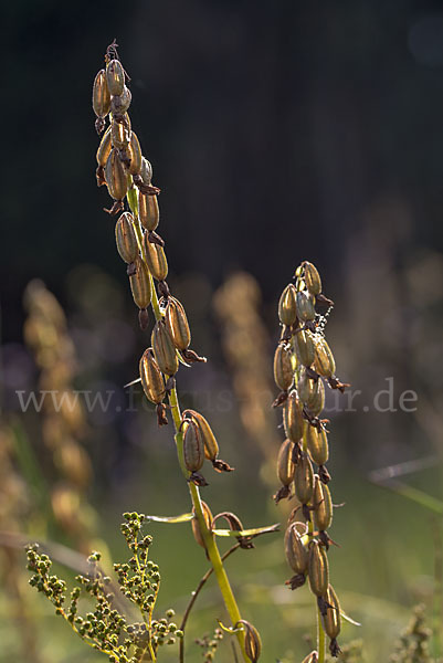 Sumpf-Sitter (Epipactis palustris)