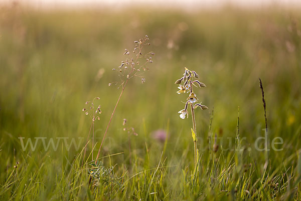 Sumpf-Sitter (Epipactis palustris)