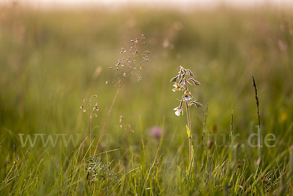 Sumpf-Sitter (Epipactis palustris)