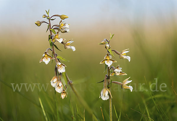 Sumpf-Sitter (Epipactis palustris)