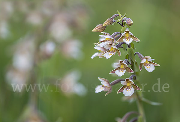 Sumpf-Sitter (Epipactis palustris)