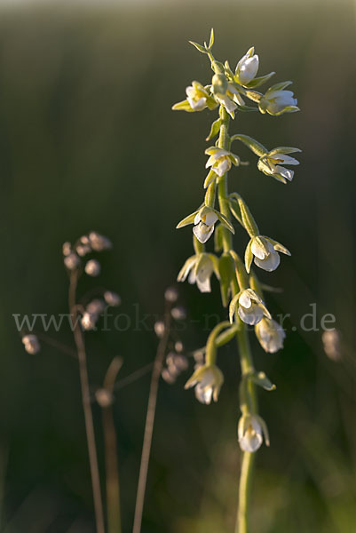 Sumpf-Sitter (Epipactis palustris)