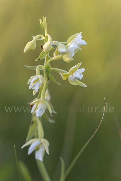 Sumpf-Sitter (Epipactis palustris)