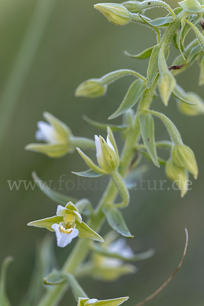 Sumpf-Sitter (Epipactis palustris)