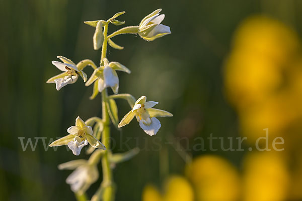 Sumpf-Sitter (Epipactis palustris)