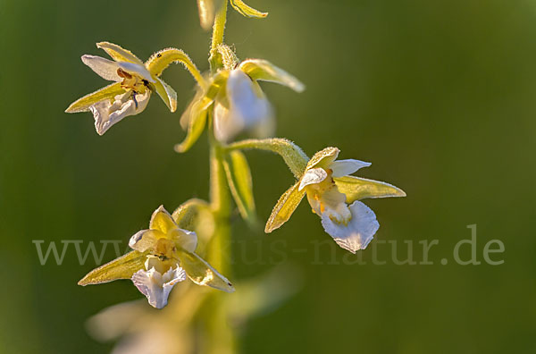 Sumpf-Sitter (Epipactis palustris)