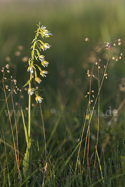 Sumpf-Sitter (Epipactis palustris)