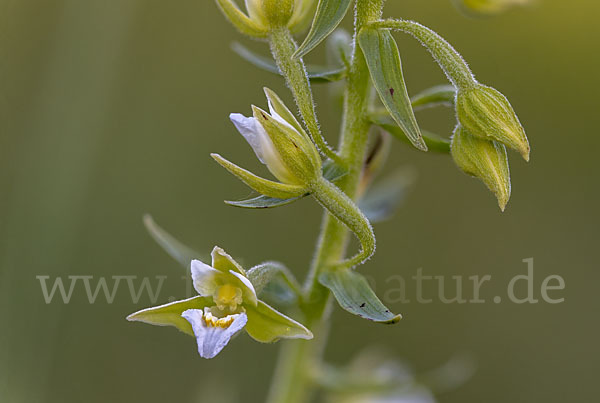 Sumpf-Sitter (Epipactis palustris)