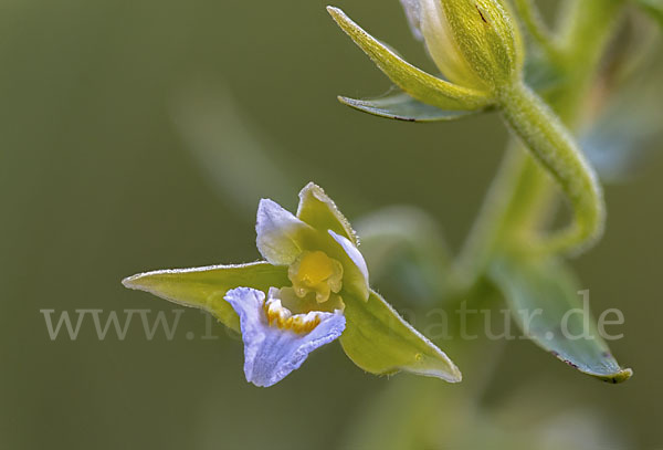 Sumpf-Sitter (Epipactis palustris)