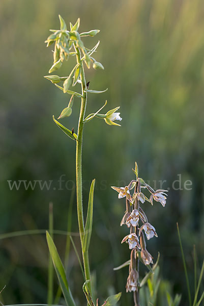 Sumpf-Sitter (Epipactis palustris)