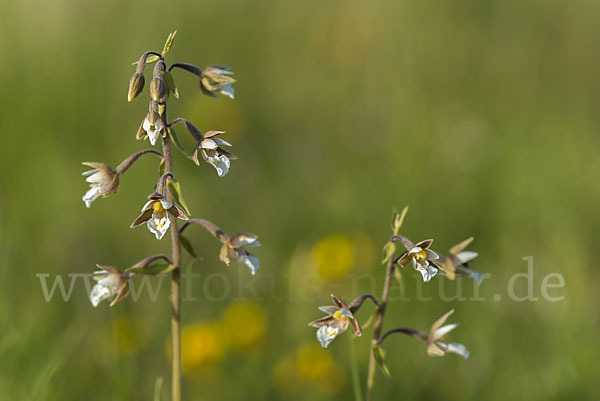 Sumpf-Sitter (Epipactis palustris)