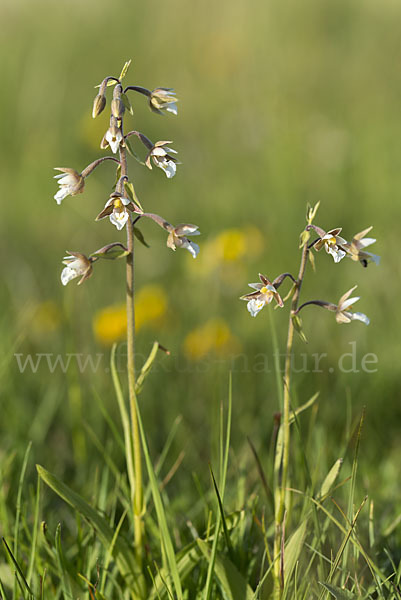 Sumpf-Sitter (Epipactis palustris)