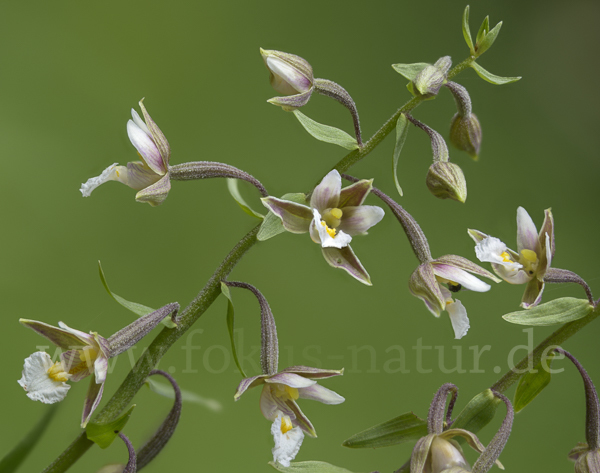 Sumpf-Sitter (Epipactis palustris)