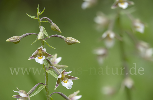 Sumpf-Sitter (Epipactis palustris)